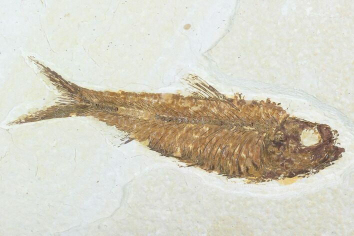 Detailed Fossil Fish (Knightia) - Wyoming #99773